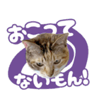 みけねこの小町 vol.2 ワガママ編（個別スタンプ：10）