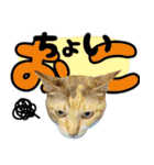 みけねこの小町 vol.2 ワガママ編（個別スタンプ：11）