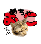 みけねこの小町 vol.2 ワガママ編（個別スタンプ：12）