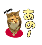 みけねこの小町 vol.2 ワガママ編（個別スタンプ：13）