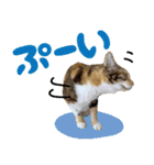みけねこの小町 vol.2 ワガママ編（個別スタンプ：14）
