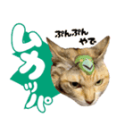 みけねこの小町 vol.2 ワガママ編（個別スタンプ：17）