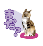 みけねこの小町 vol.2 ワガママ編（個別スタンプ：19）