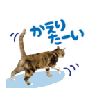みけねこの小町 vol.2 ワガママ編（個別スタンプ：20）
