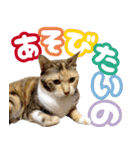 みけねこの小町 vol.2 ワガママ編（個別スタンプ：21）