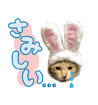 みけねこの小町 vol.2 ワガママ編（個別スタンプ：22）