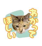 みけねこの小町 vol.2 ワガママ編（個別スタンプ：23）