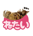 みけねこの小町 vol.2 ワガママ編（個別スタンプ：24）