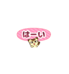 【省スペース敬語】にらみねこしぃちゃん4（個別スタンプ：1）