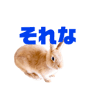 ネザーランドドワーフ のユキちゃん（個別スタンプ：2）