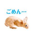 ネザーランドドワーフ のユキちゃん（個別スタンプ：3）