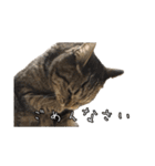リアルなチャッピーと仲間たち（個別スタンプ：4）