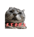 リアルなチャッピーと仲間たち（個別スタンプ：11）