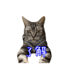 リアルなチャッピーと仲間たち（個別スタンプ：14）