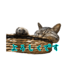 リアルなチャッピーと仲間たち（個別スタンプ：15）