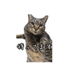リアルなチャッピーと仲間たち（個別スタンプ：16）