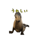 リアルなチャッピーと仲間たち（個別スタンプ：17）