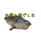 リアルなチャッピーと仲間たち（個別スタンプ：20）