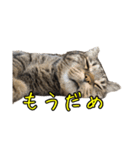 リアルなチャッピーと仲間たち（個別スタンプ：22）