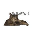 リアルなチャッピーと仲間たち（個別スタンプ：23）