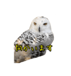 リアルなチャッピーと仲間たち（個別スタンプ：27）