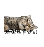 リアルなチャッピーと仲間たち（個別スタンプ：28）