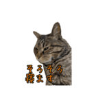 リアルなチャッピーと仲間たち（個別スタンプ：32）