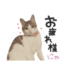 姫＆三獣士☆すたんぷ（個別スタンプ：6）