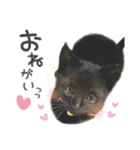 姫＆三獣士☆すたんぷ（個別スタンプ：11）