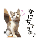 姫＆三獣士☆すたんぷ（個別スタンプ：12）