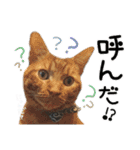 姫＆三獣士☆すたんぷ（個別スタンプ：13）