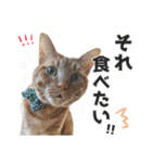姫＆三獣士☆すたんぷ（個別スタンプ：14）