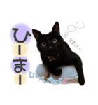姫＆三獣士☆すたんぷ（個別スタンプ：15）