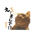 姫＆三獣士☆すたんぷ（個別スタンプ：29）