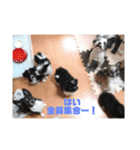 Nむらわんこ（個別スタンプ：15）