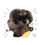 今日の❤️ワンコ4（個別スタンプ：5）