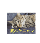 さくらときなこ 2（個別スタンプ：1）