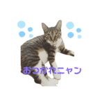 さくらときなこ 2（個別スタンプ：3）