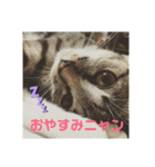 さくらときなこ 2（個別スタンプ：5）