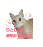 さくらときなこ 2（個別スタンプ：6）