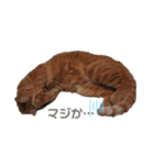さくらときなこ 2（個別スタンプ：9）