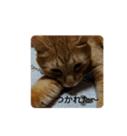 nyankonoaisatsu（個別スタンプ：1）