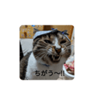 nyankonoaisatsu（個別スタンプ：3）