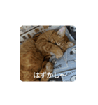 nyankonoaisatsu（個別スタンプ：4）