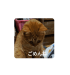 nyankonoaisatsu（個別スタンプ：6）