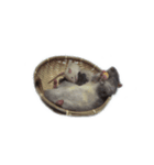 ラットのスタンプ（個別スタンプ：12）