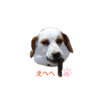 かるかるとセターズ（個別スタンプ：13）