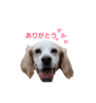 かるかるとセターズ（個別スタンプ：15）