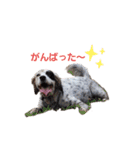 かるかるとセターズ（個別スタンプ：26）