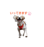 かるかるとセターズ（個別スタンプ：30）